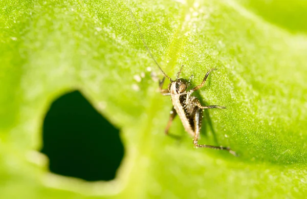 Piccola cavalletta su una foglia verde. primo piano — Foto Stock