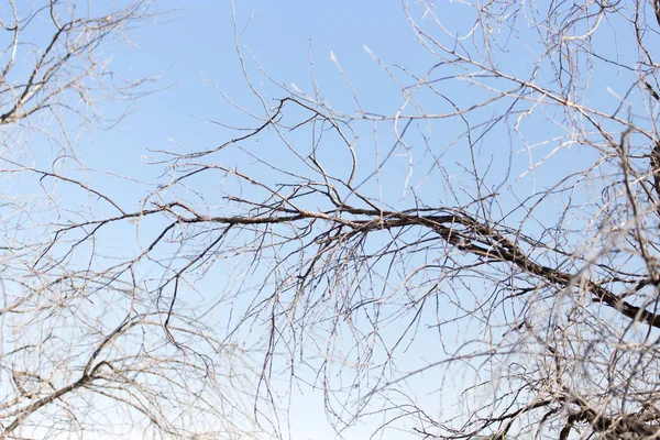 Kahle Äste gegen den Himmel — Stockfoto