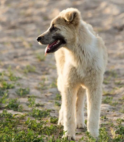 Perro en la naturaleza — Foto de Stock