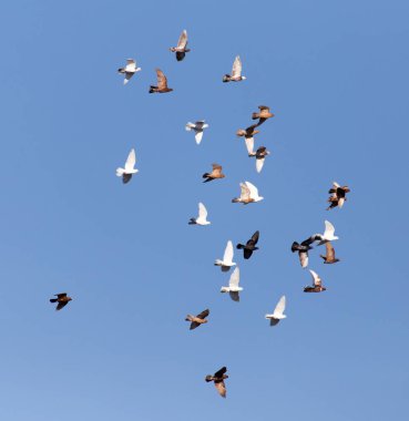 Güvercin mavi gökyüzü karşı uçuş