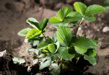 çilek toprağa bırakır