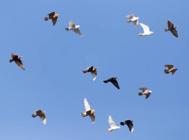 güvercin mavi gökyüzü üzerinde Flock