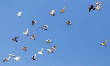 güvercin mavi gökyüzü üzerinde Flock