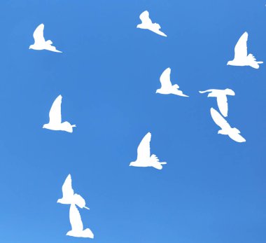 Mavi gökyüzünün arka planında bir güvercin