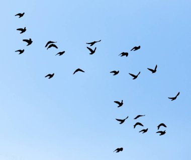 Mavi gökyüzündeki güvercin sürüsünün silueti