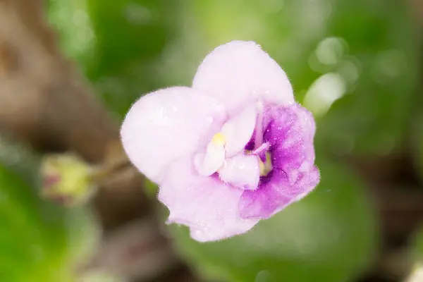 美しい紫色の花。マクロ — ストック写真