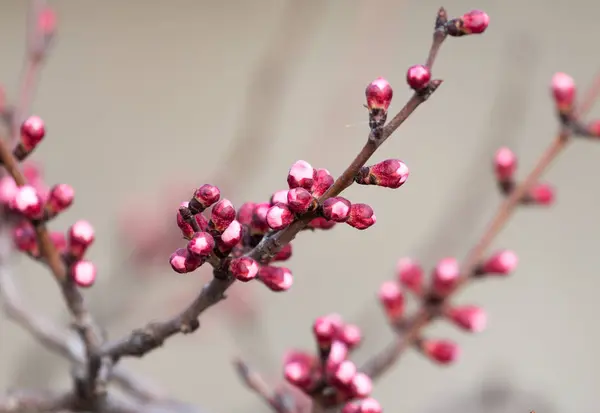 Gezwollen toppen met bloemen op een boom in het voorjaar — Stockfoto