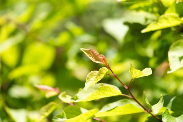 Belle branche d'un arbre aux feuilles vertes — Photo