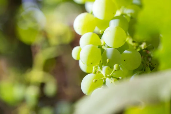 Uvas sobre la naturaleza — Foto de Stock