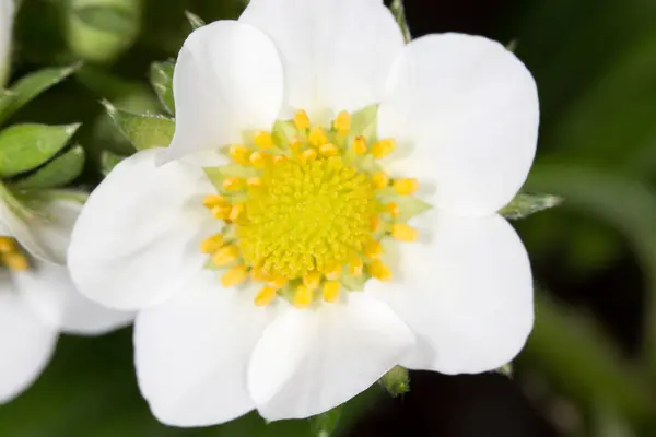 Strawberry flower. close-up — Stock Photo, Image