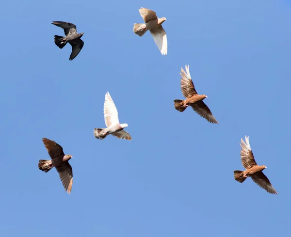 Rebanho de pombos no céu azul — Fotografia de Stock