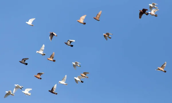 Стая голубей на голубом небе — стоковое фото