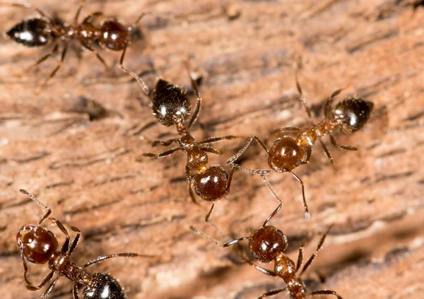 Karıncalar ahşap üzerine. yakın çekim — Stok fotoğraf