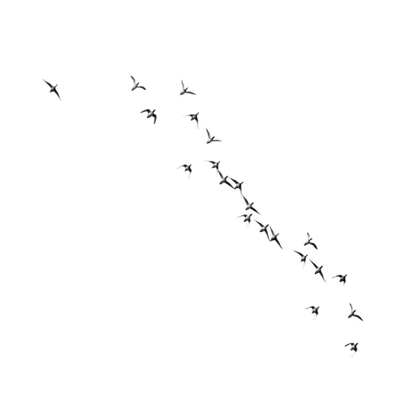 Hejno ptáků na bílém pozadí — Stock fotografie