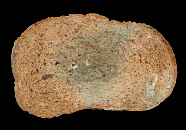 Mold on bread on a black background — Stock Photo, Image