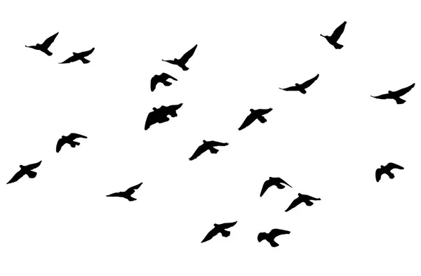 Silhouette of a flock of birds on a white background — Stock Photo, Image