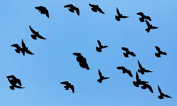 Silhouette of a flock of pigeons on blue sky — Stock Photo, Image