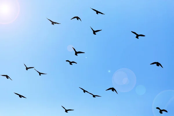 Silhouette of a flock of pigeons on blue sky — Stock Photo, Image