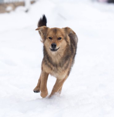 Kışın açık havada çalışan köpek