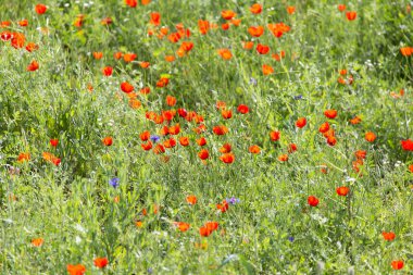 doğa alanında kırmızı haşhaş