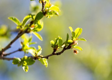 Ağaç dalında genç yapraklar