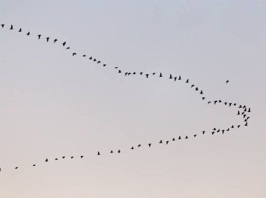 Gün batımında bir kuş sürüsü