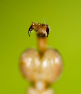 ayak çekirge. Super makro