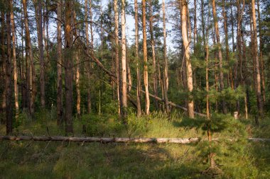 iğne yapraklı orman doğa