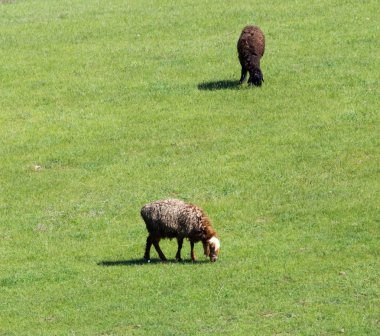 koyun bir çayır otlatmak