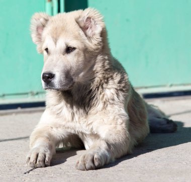 Doğadaki bir köpeğin portresi.