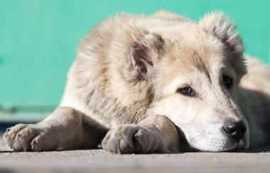 Doğadaki bir köpeğin portresi.