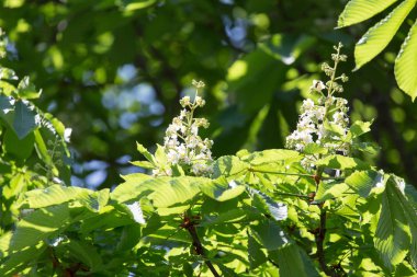 kestane ağacının çiçekleri