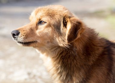 Doğadaki bir köpeğin portresi.