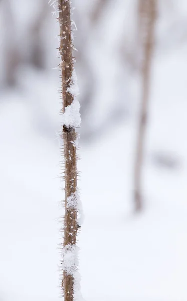 Flocos de neve em um ramo de arbusto no inverno — Fotografia de Stock