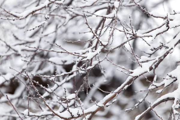 Snö på trädet i naturen — Stockfoto