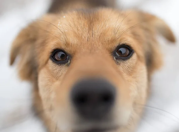 Ritratto del cane all'aperto in inverno — Foto Stock