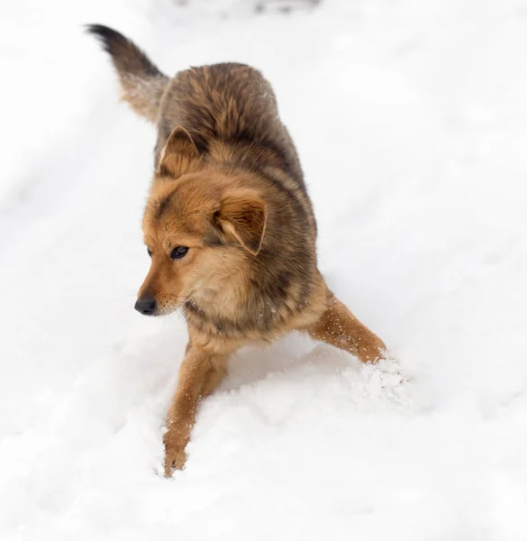 Cane che corre all'aperto in inverno — Foto Stock