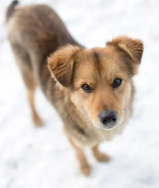 Ritratto del cane all'aperto in inverno — Foto Stock