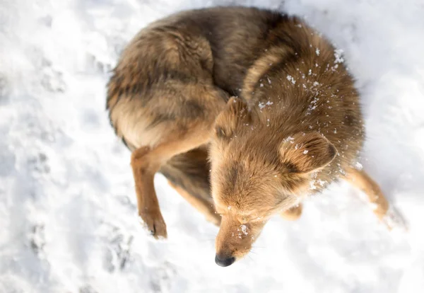 Dog lying in the snow outdoors in winter — Stock Photo, Image