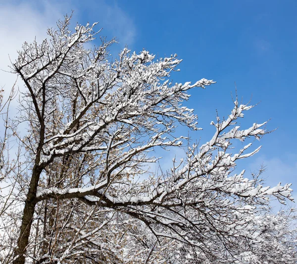 Nieve en el árbol contra el cielo azul — Foto de Stock