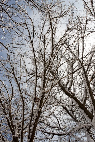 Snö på trädet mot den blå himlen — Stockfoto