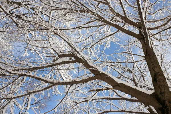 Snö på trädet mot den blå himlen — Stockfoto