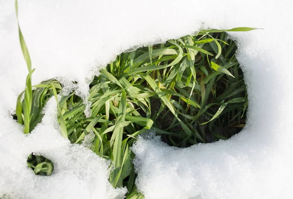 Neve na grama verde — Fotografia de Stock