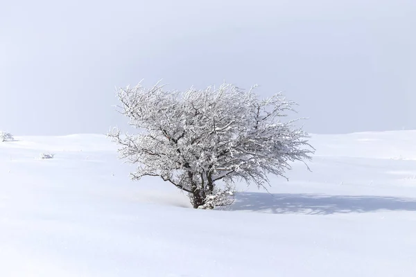 Träd gren i snön på vintern — Stockfoto