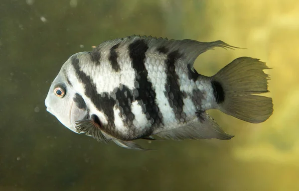 Fisk i akvarium — Stockfoto