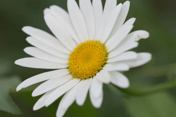 Prachtige daisy bloem in de natuur — Stockfoto