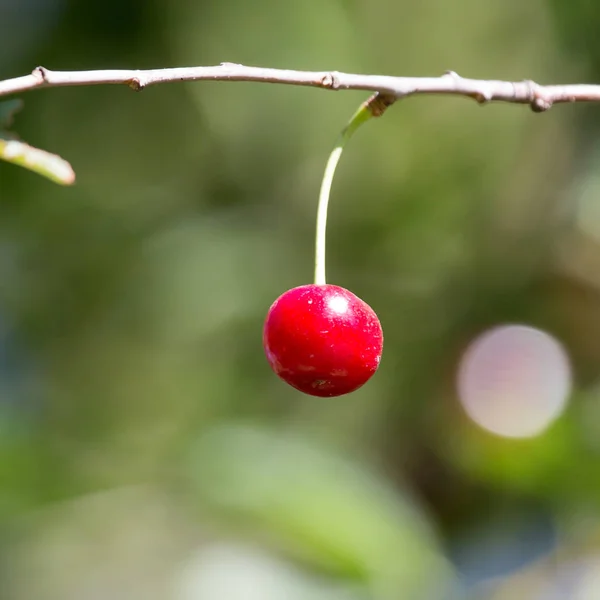 Rijpe kersen op de boom in de natuur — Stockfoto