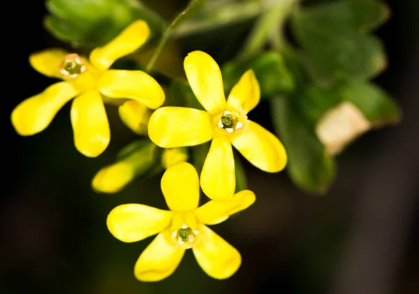 Krásná malá žlutá květina v přírodě — Stock fotografie