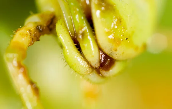 Kobylka. Super makro — Stock fotografie