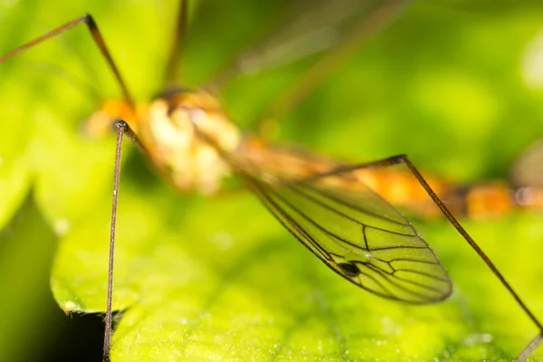 The wing of a mosquito. close — Stock Photo, Image